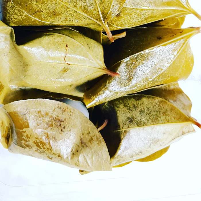 6시내고향 경남 의령 망개떡 전국 택배 주문 당월 도정 맵쌀 국산팥 떡 맛집 오늘 방송 추천