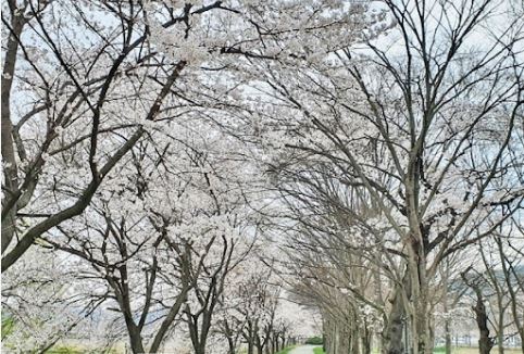 태안 벚꽃