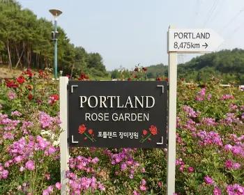 울산대공원 장미축제_7