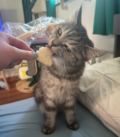 집사 손에 쥐어진 뻥튀기 가장자리를 입으로 앙 물고 직접 먹어보려는 고양이 별찌