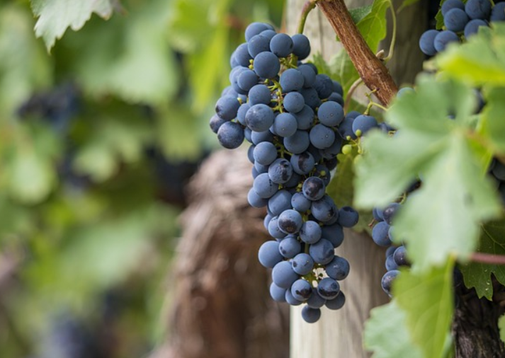 신장에 좋은 음식