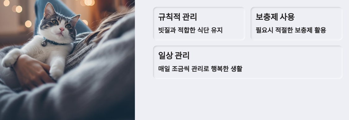 고양이와 함께 건강한 일상 유지하기