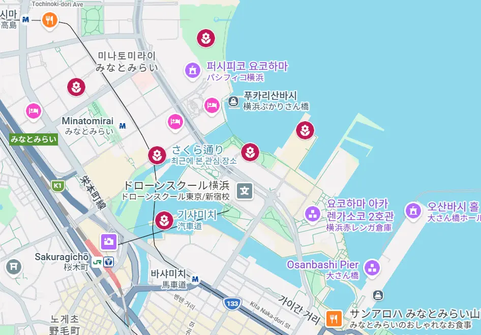 사쿠라도리 기샤미치 린코파크 등 요코하마 미나토미라이 일대 벚꽃 명소 6곳의 위치와 도보 동선을 정리한 안내 지도