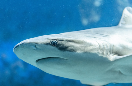 공룡의 후손, 현존하는 원시 동물