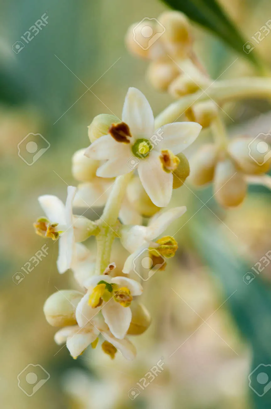 올리브 나무 키우는법 5가지 치명적 실수와 해결책 총정리를 안내_6