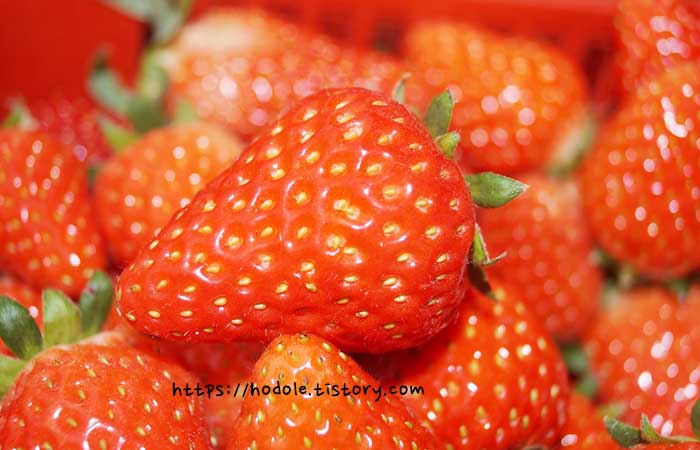 딸기 사진