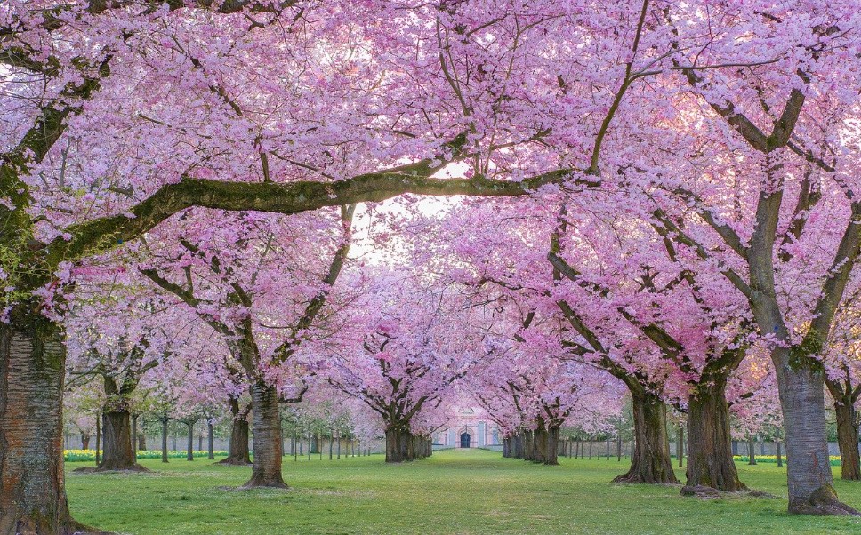2025 경주 벚꽃 개화시기 및 벚꽃 축제 일정 총정리에 관한 사진