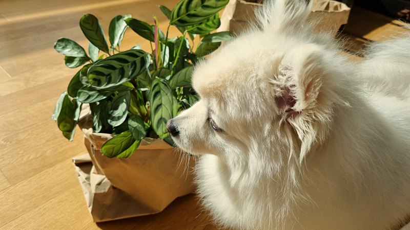 식물과 강아지
