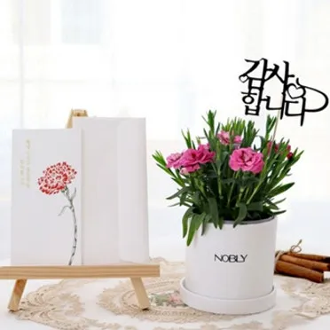 카네이션 화분 키우는 방법 생화 꽃바구니 관리_20