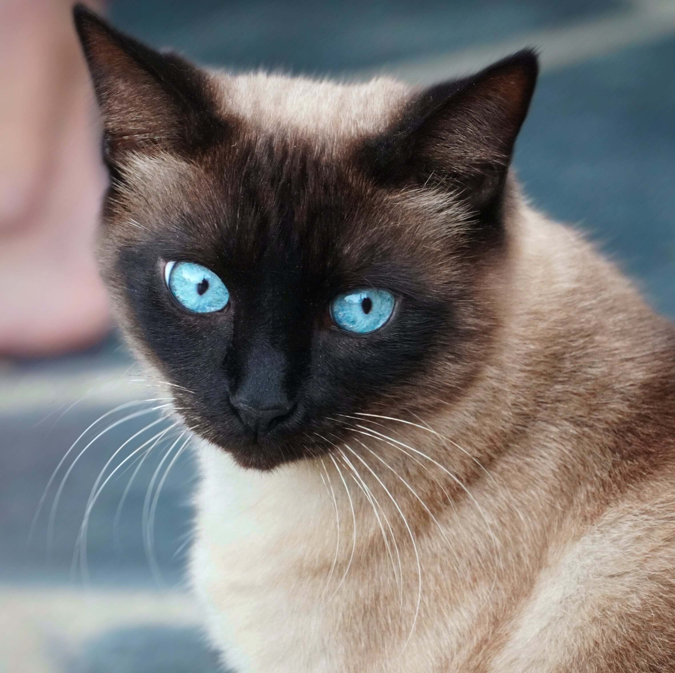샴 고양이