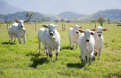 2025년 7월 소띠(생년별) 운세