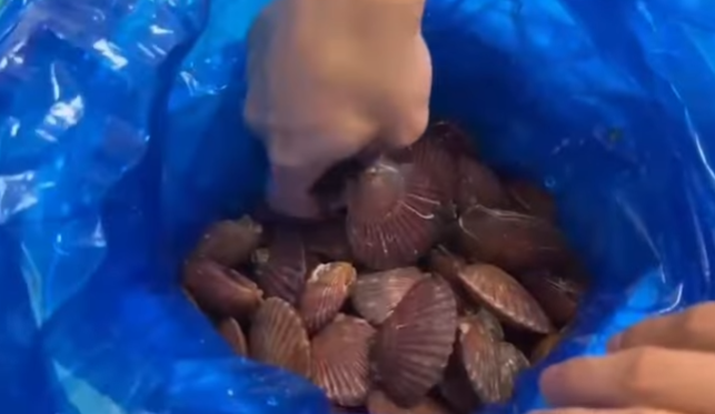 가리비-세척하는-방법