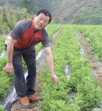 초석잠 재배 씨눈 맞추기 보온 피복 수확 정리_9