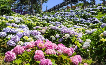장생포 수국축제 주차장1
