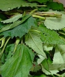 취나물 효능 부작용 칼로리 고르는법