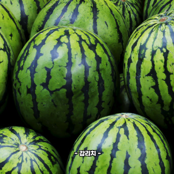 맛있는 수박 고르는 법