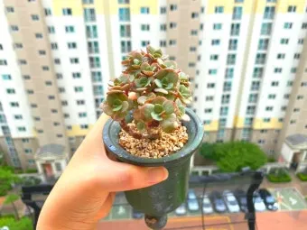 다육이 물주기 환기요령 일조량관리 여름과 겨울 관리법_5