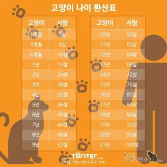 고양이 나이 계산법, 아는법, 나이 추정, 사람 나이로 환산_30