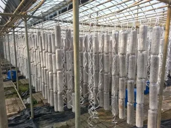 목이버섯 재배 원목 재배 수분 관리 위생 관리_8