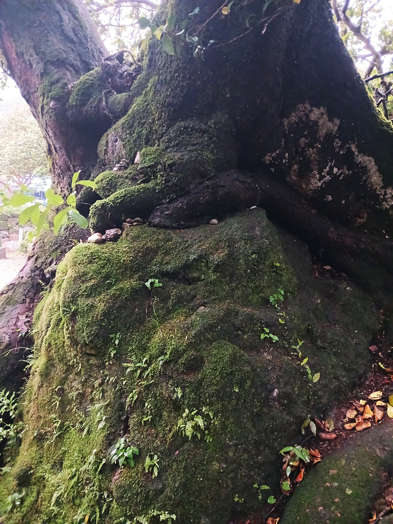 경남 쌍계사 템플스테이 신청 방법