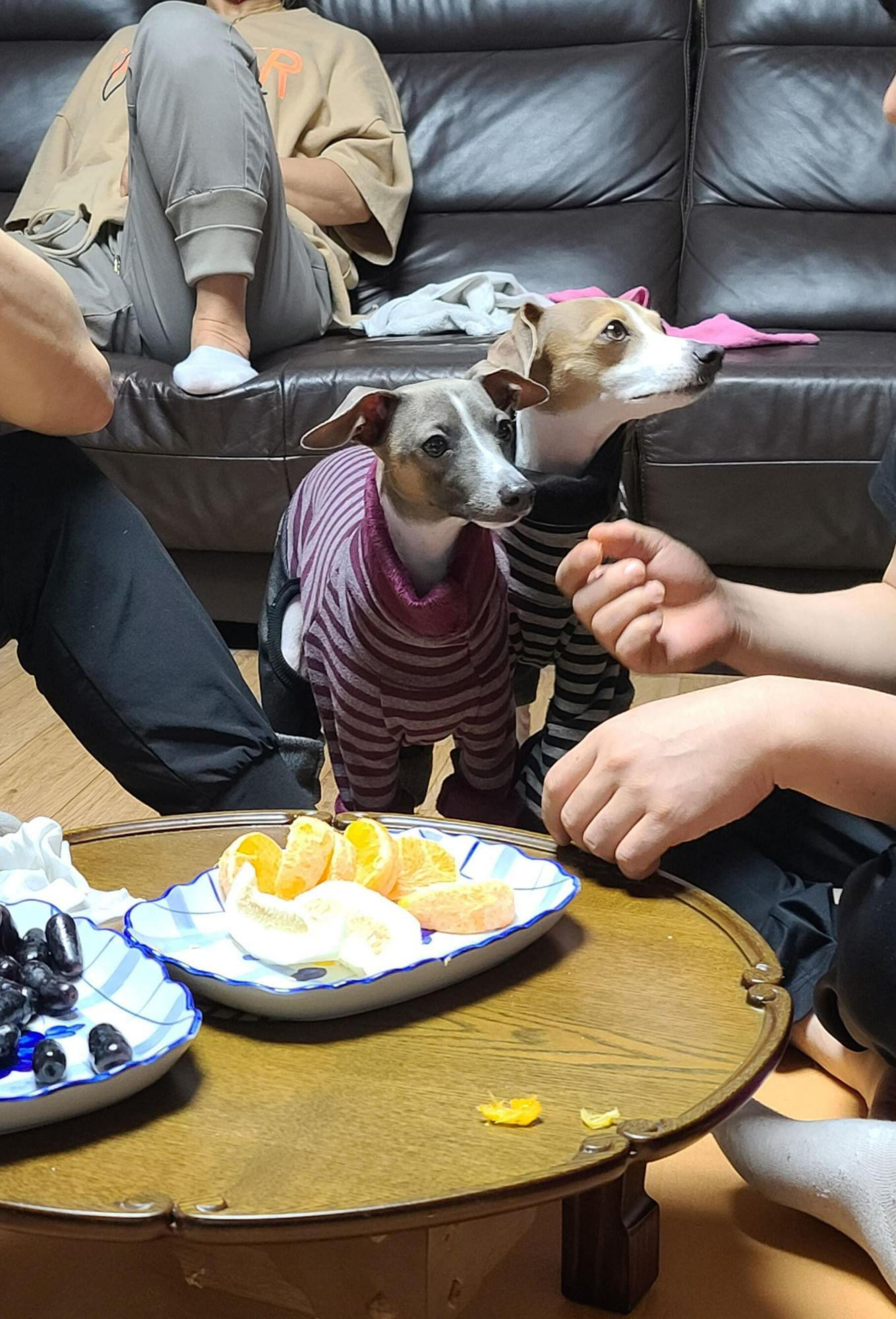 나는 강아지 조카들이 있다. 쏭! 팽!