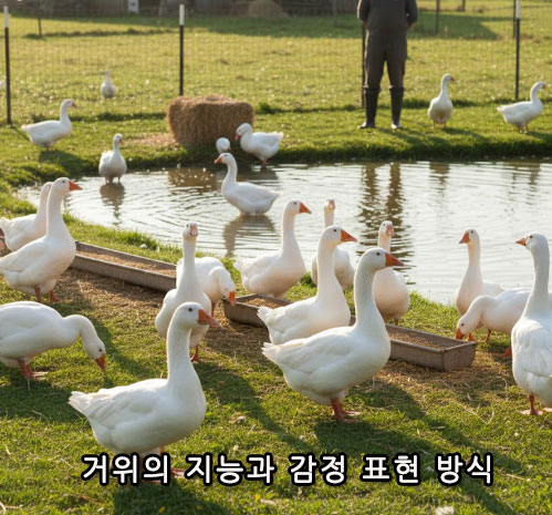 거위의 지능과 감정 표현 방식