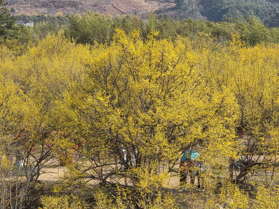 구례산수유꽃축제 기간, 주차장, 초대가수