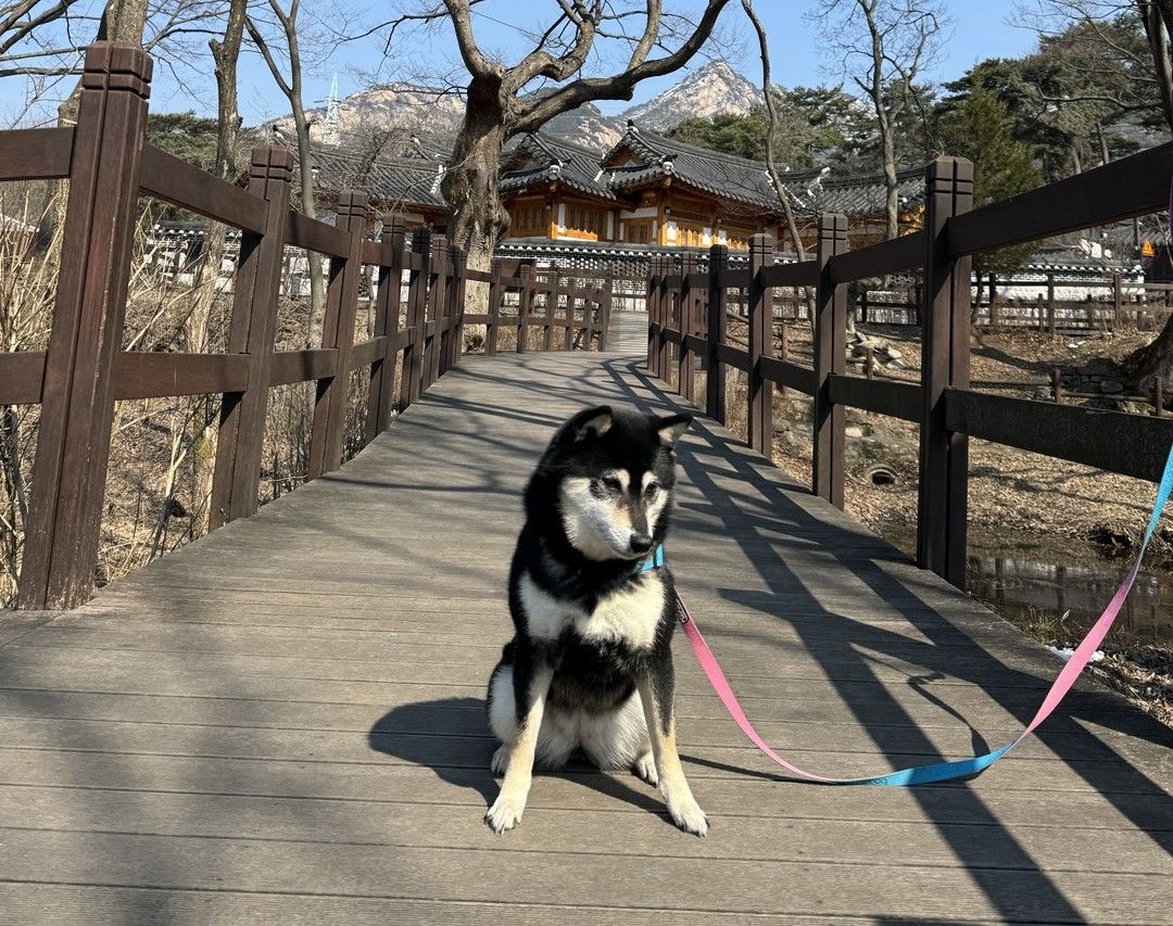산책하다 잠시 앉아서 쉬는 강아지