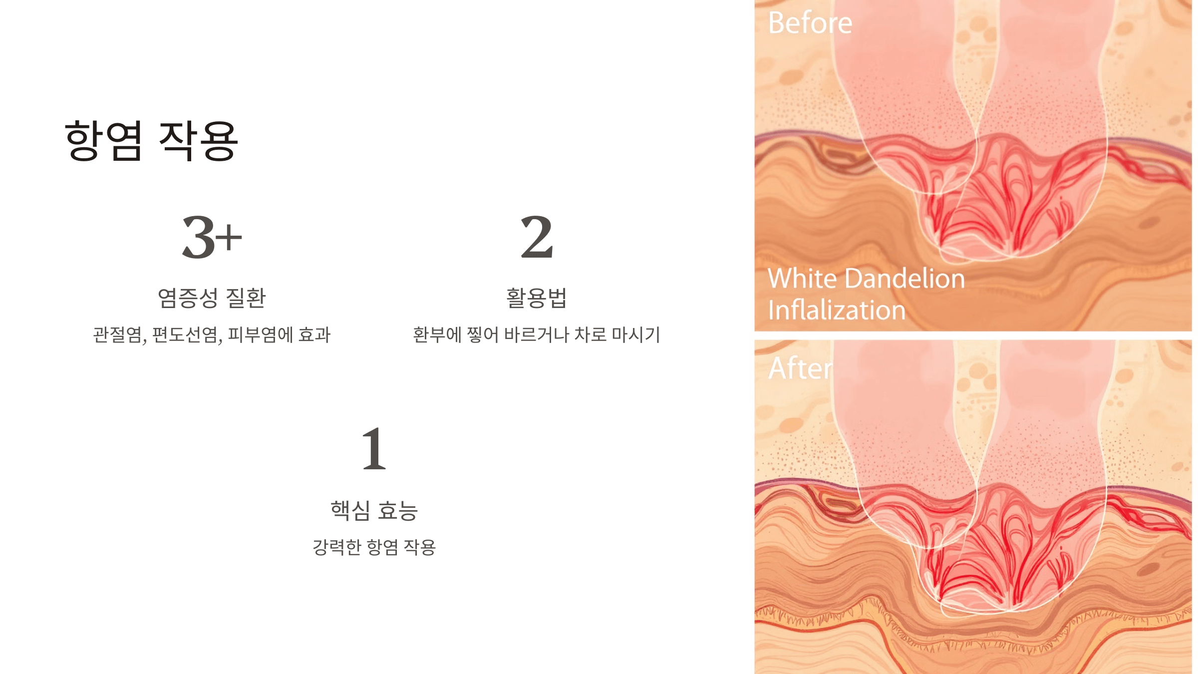 흰민들레 사진입니다.