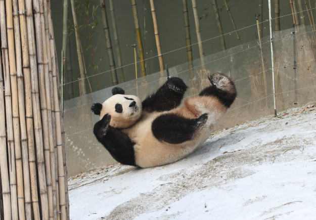 푸바오 반환 시기