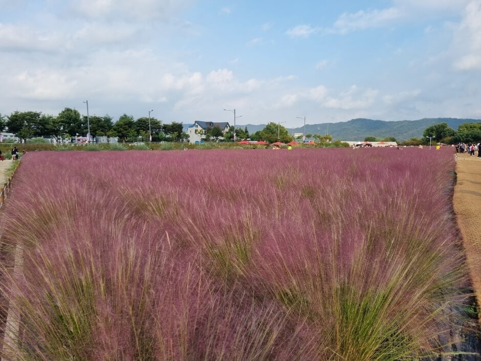핑크뮬리 (Pink Muhly) 핑크뮬리 절정 시기 (Pink Muhly peak season) 핑크뮬리 명소 (Pink Muhly spots) 핑크뮬리 사진 촬영 팁 (Pink Muhly photography tips) 가을 꽃 (autumn flowers)