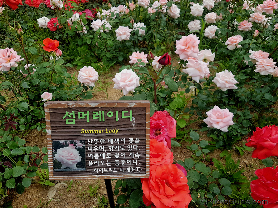 섬머레이디