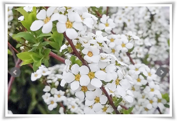 "설유화" 눈꽃보다 아름다운 꽃, 봄을 깨우는 순백의 기적!