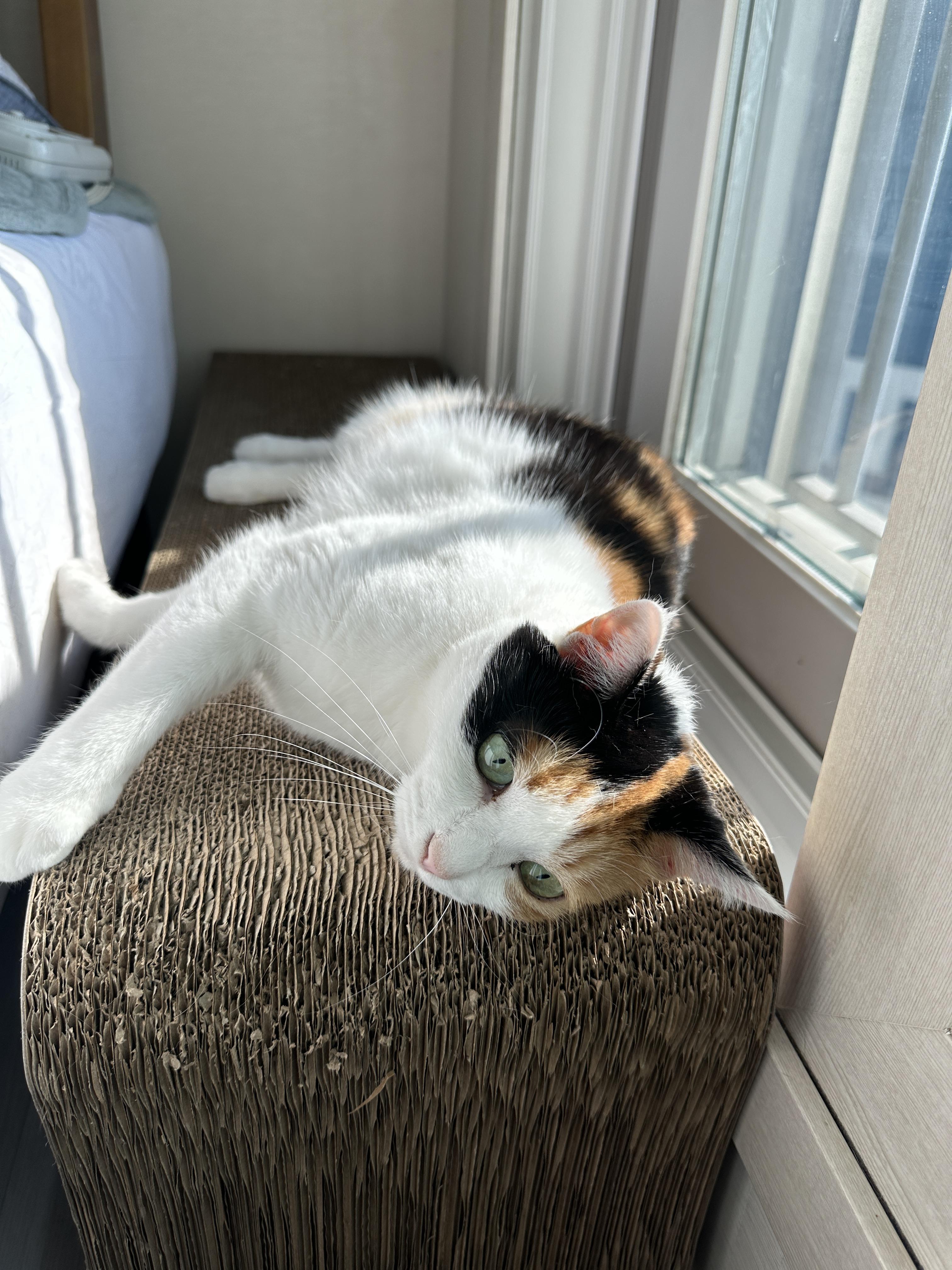 너무_이쁜_삼색이_고양이_요미