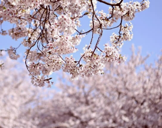 삿포로 벚꽃명소