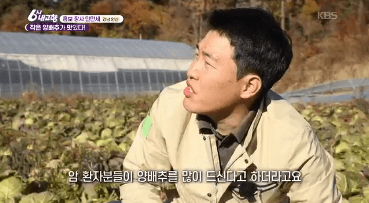 [6시내고향] 경남 양산 소형 양배추 명촌농원 스마트스토어 택배 판매처 정보를 설명하는 이미지