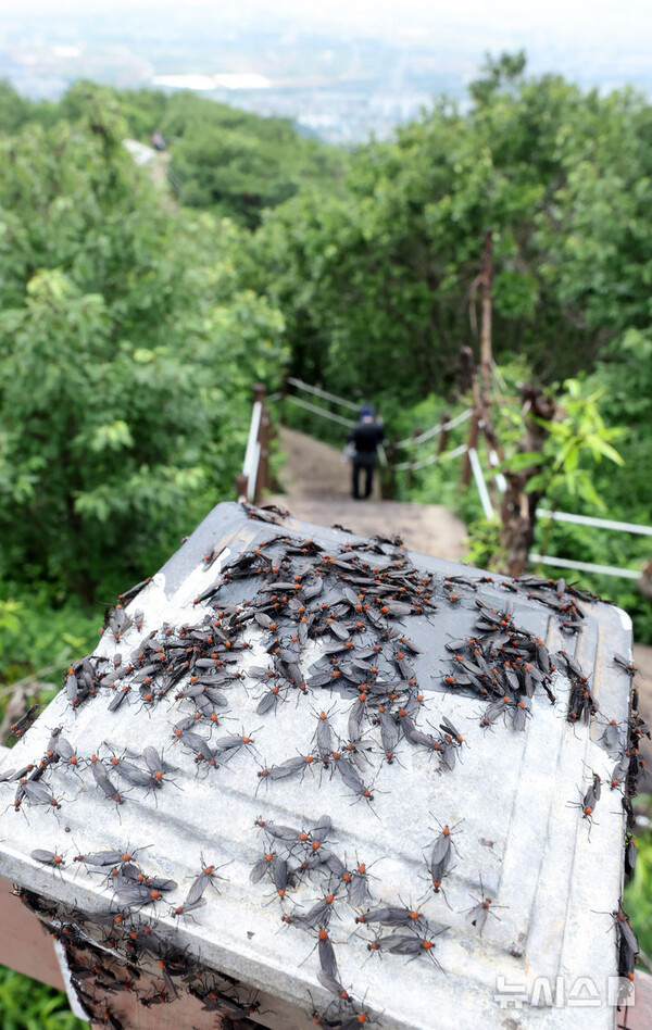 러브버그 수명&amp;#44;원산지&amp;#44;출몰시기&amp;#44;퇴치방법 및 예방방법