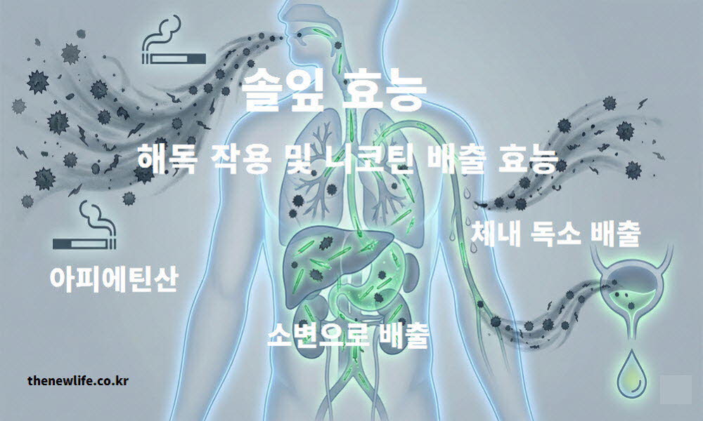 솔잎 효능이 체내 유해 물질을 정화하는 해독 작용을 하고 흡연자의 니코틴 배출을 돕는 이미지