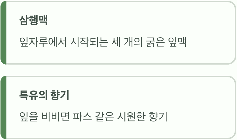 두 번째, 향기로운 단서 '녹나무의 삼행맥'