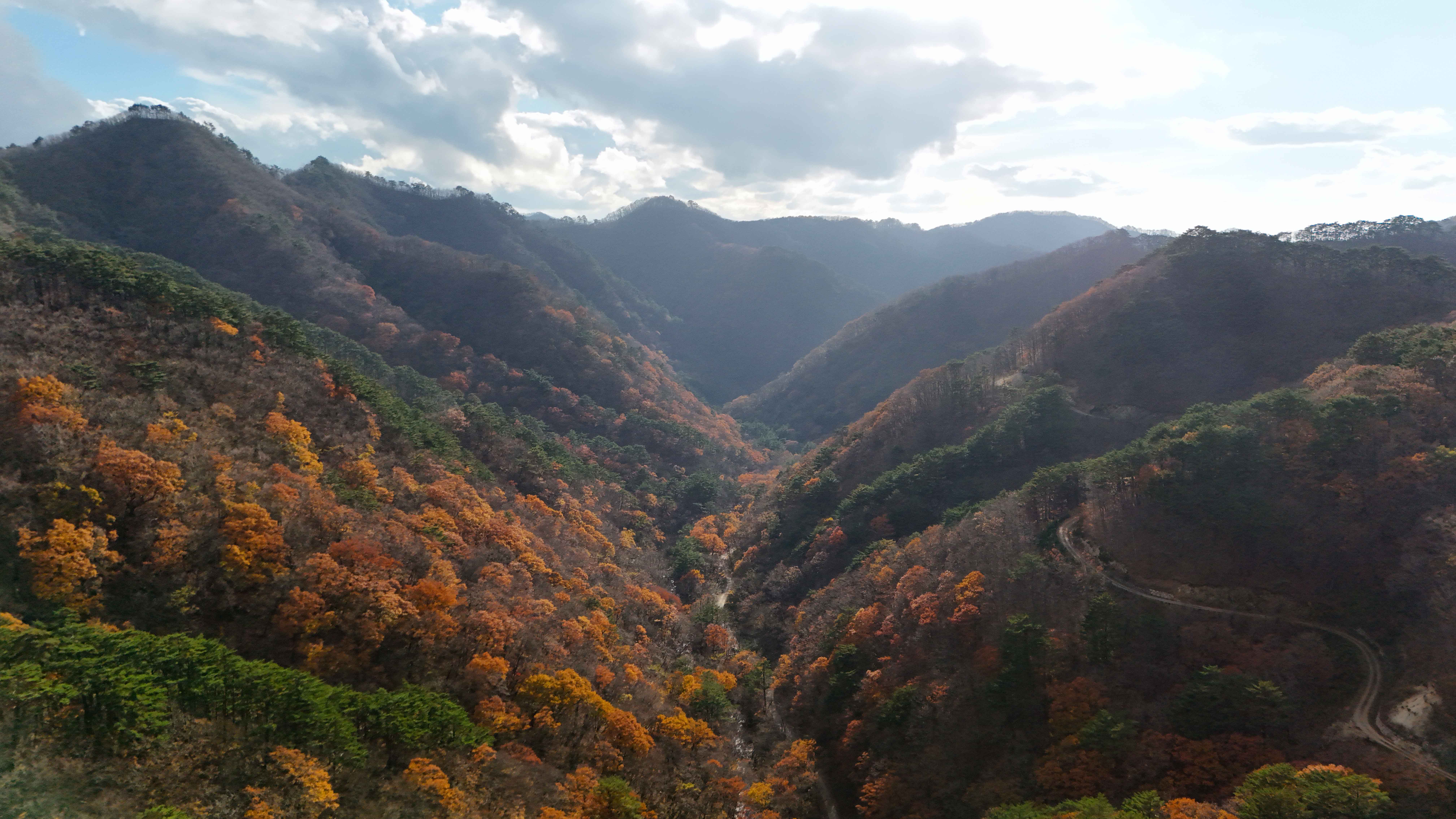 영양 자작나무숲