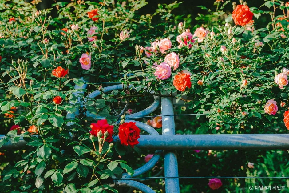 단양 소금정공원 장미터널