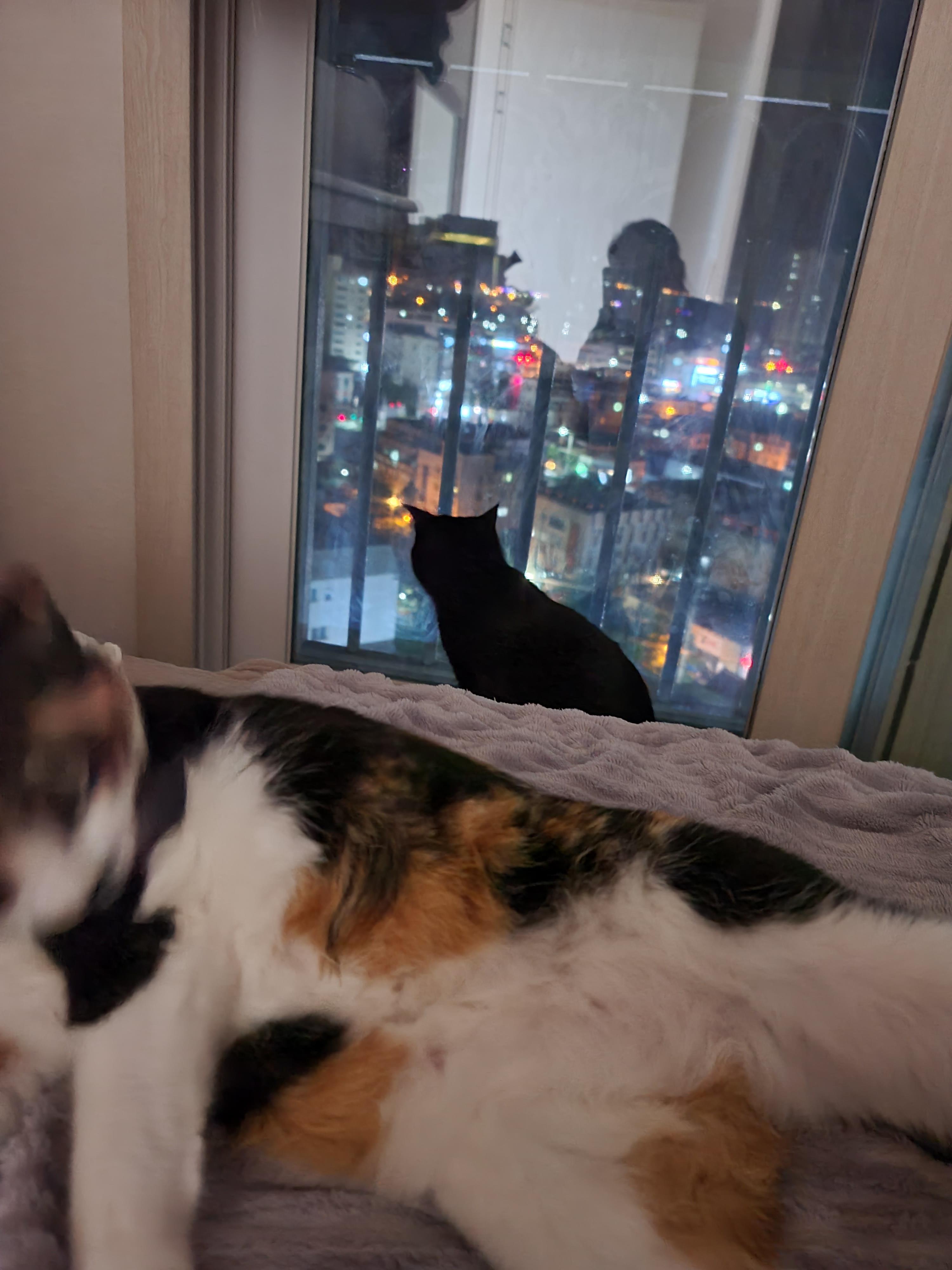 창밖 구경 좋아하는 우리집 고양이들 (feat. 안전방충망)