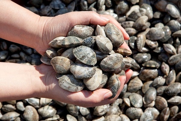 바지락은 다이어트 식재료예요