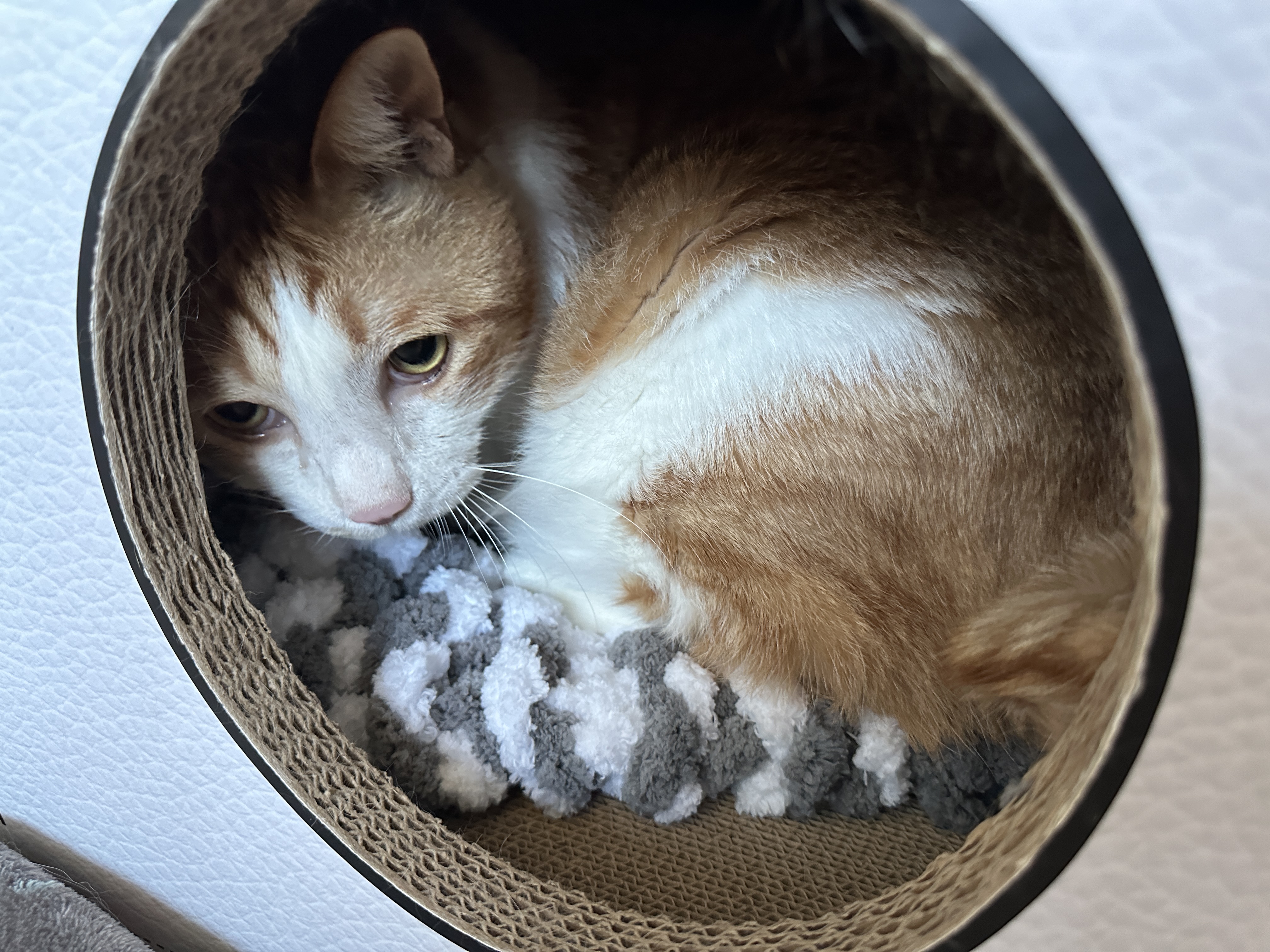 청키수면사_방석_위에_자리_잡은_막둥이_1