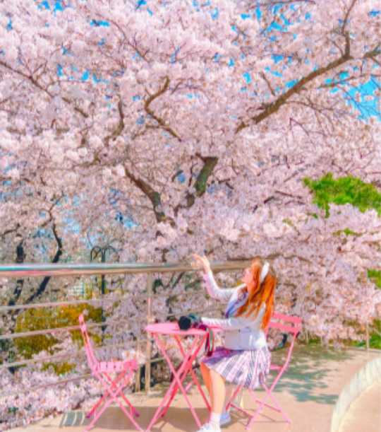 이월드벚꽃로드