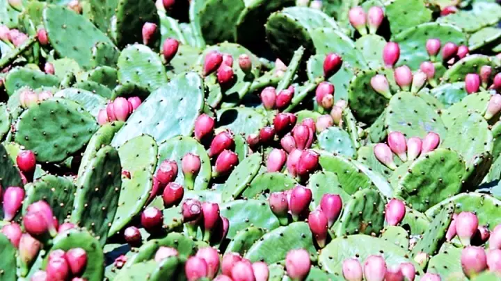 선영밥상 천년초 파는 곳 전국 택배 온라인 주문 평창 추천