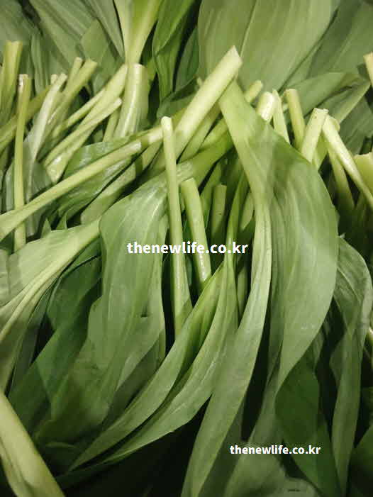 명이나물 성분 영양가치