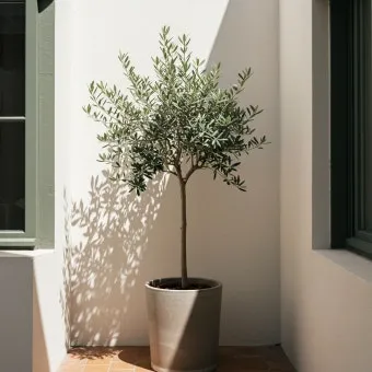 올리브 나무 키우는법 5가지 치명적 실수와 해결책 총정리를 안내_2