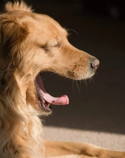 강아지 재채기 알레르기 vs 감기 구별 팁