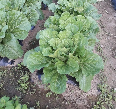 대형마트 절임배추 예약판매 가격비교 이마트 홈플 롯데 농협